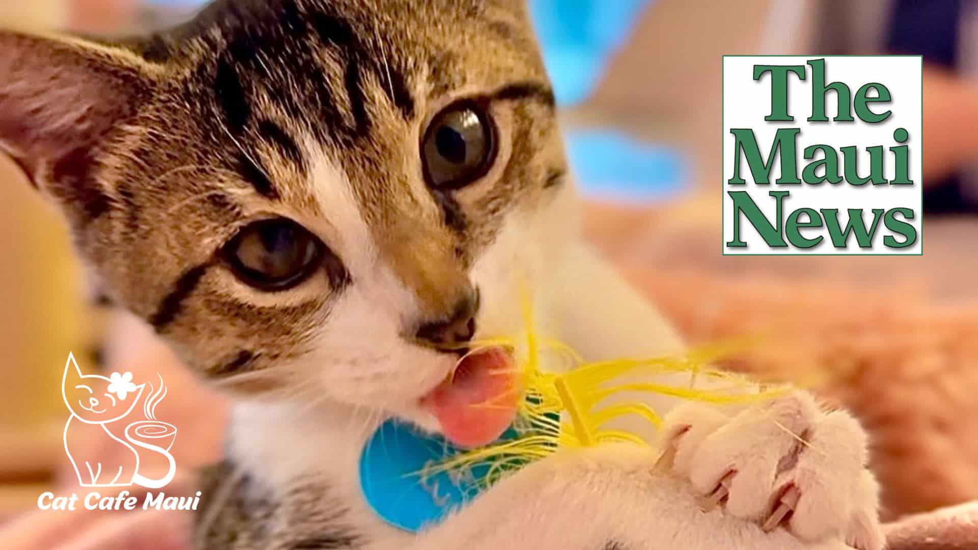 The Maui News: Vote for Cat Cafe Maui