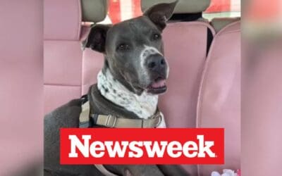 Terminally Ill Dog Spends 791 Days in Shelter, Then Everything Changed