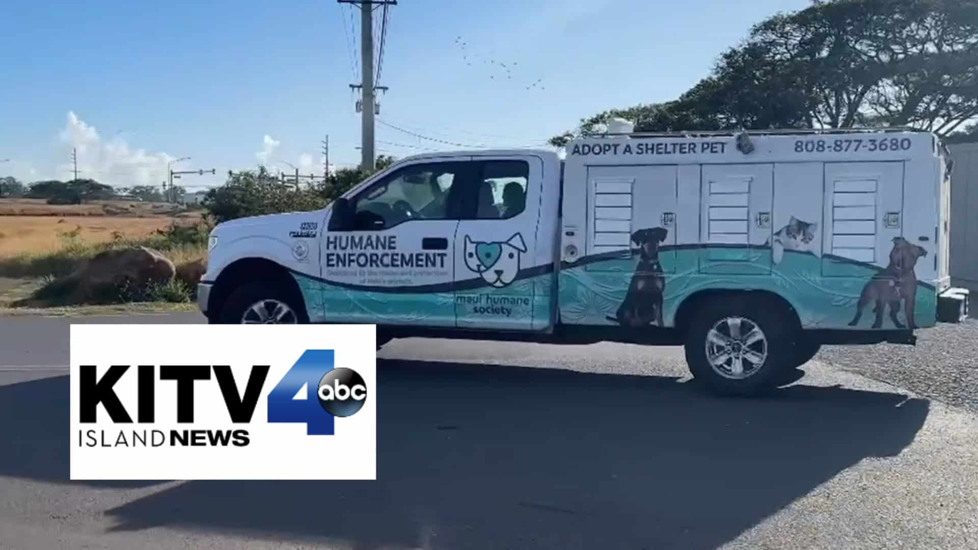 KITV: dog rescue wailuku fire