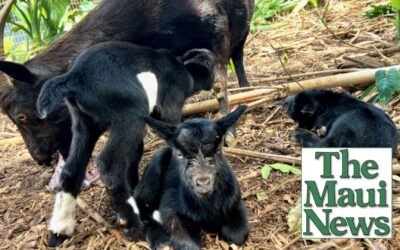 Emily the rescued goat becomes mom to 3 kids