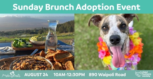 Moku Roots – event Moku Roots - event