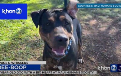 Bee-Boop the big-hearted pup awaits his forever family