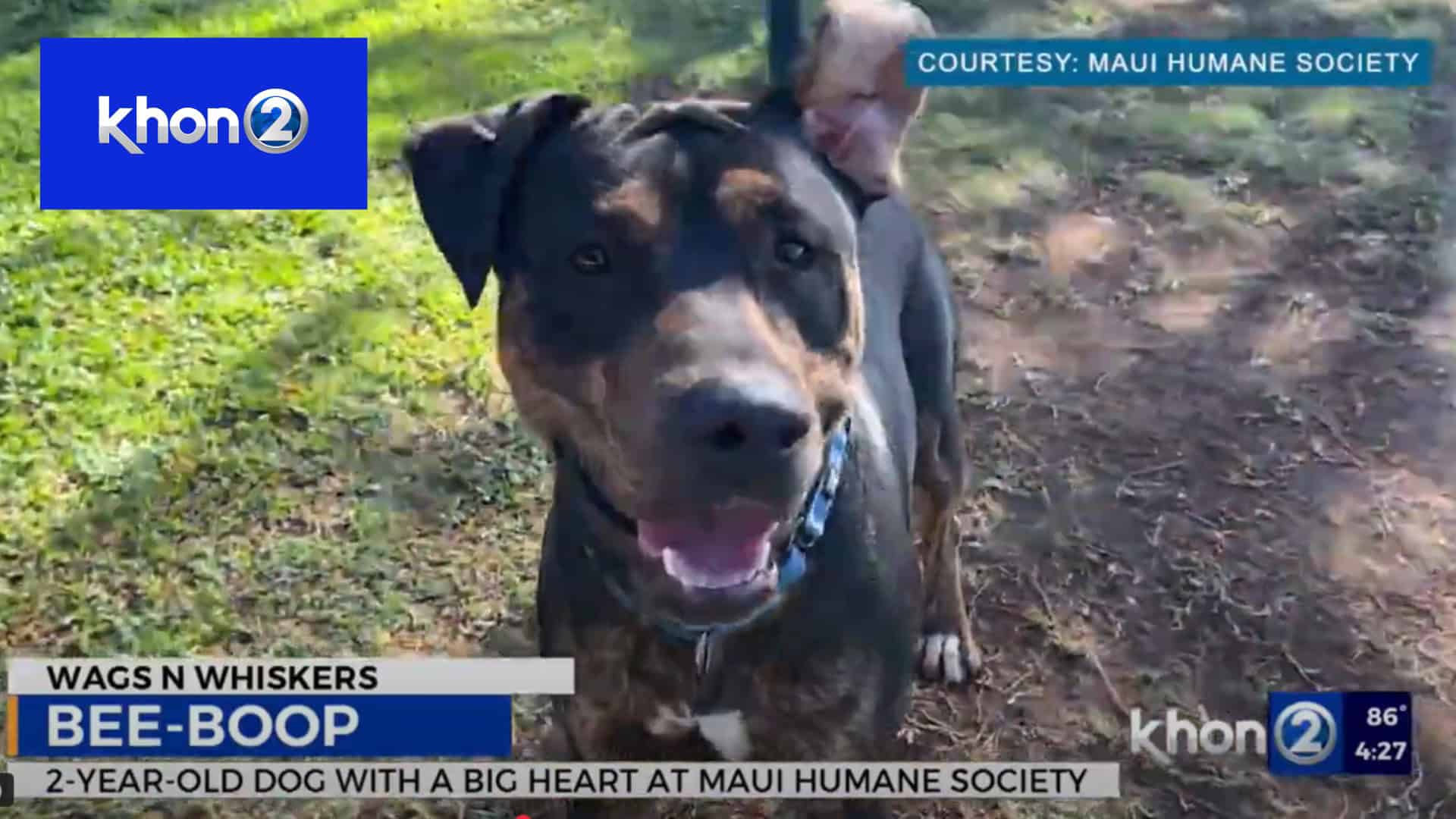 Wags N Whiskers: Bee-Boop!